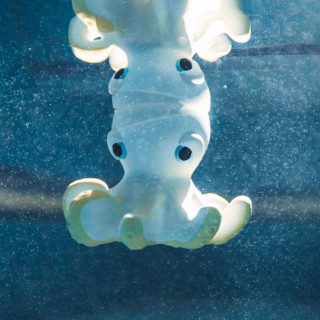 Juguete de baño y mordedor Orlando the Octopus